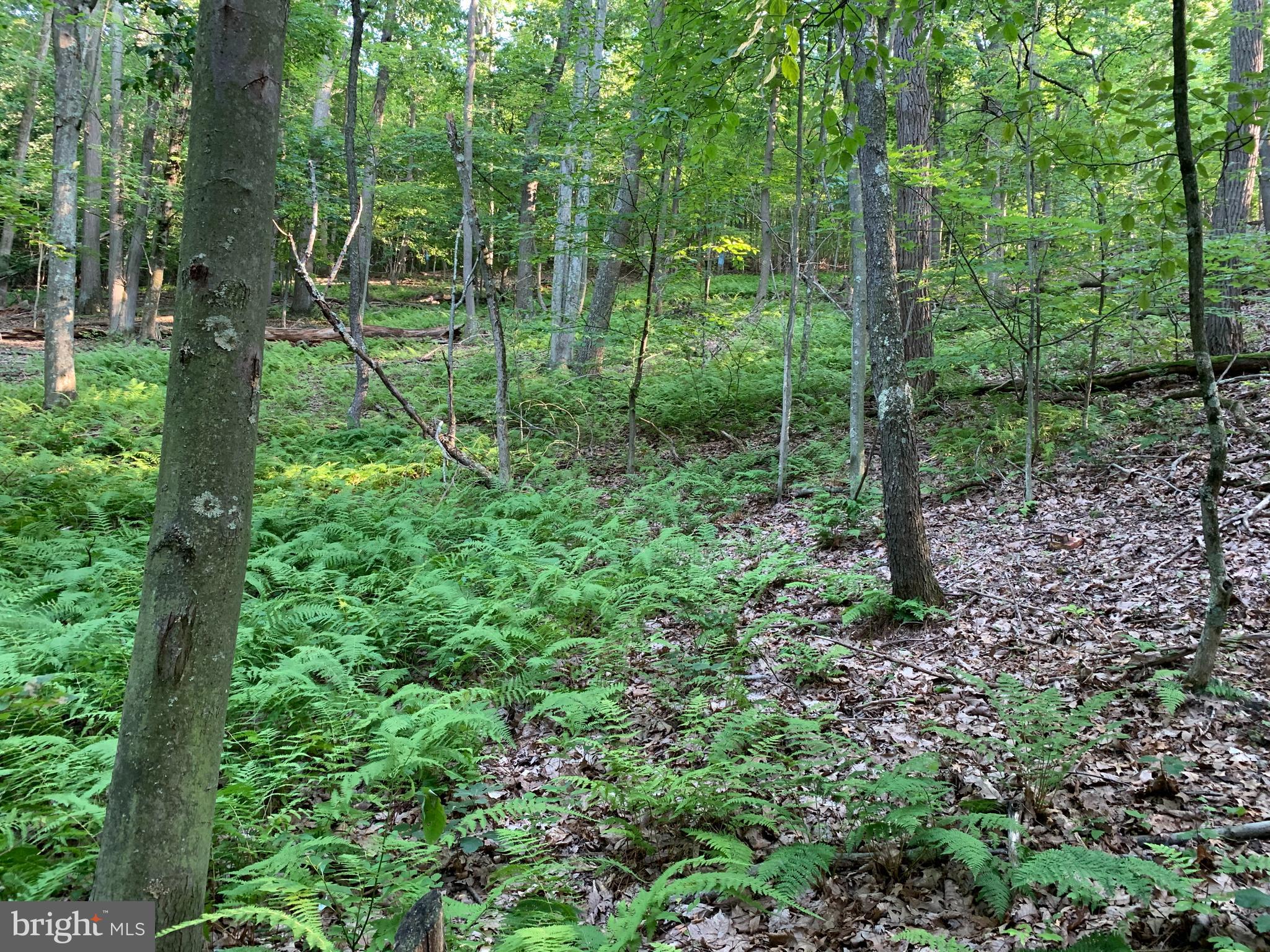 Old Hancock Road Cumberland, MD 21502 - Photo 7 of 15 a view of forest