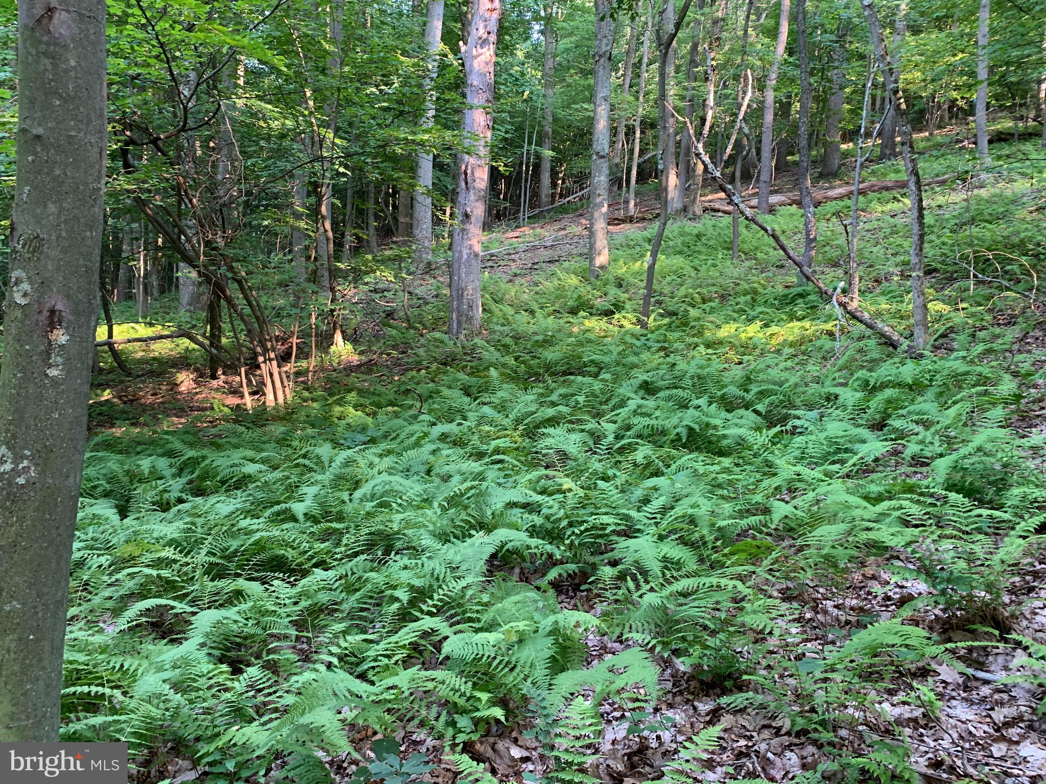Old Hancock Road Cumberland, MD 21502 - Photo 8 of 15 a view of yard with green space