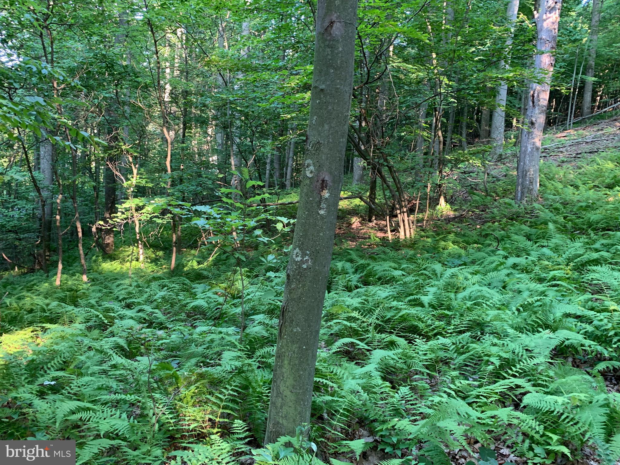 Old Hancock Road Cumberland, MD 21502 - Photo 9 of 15