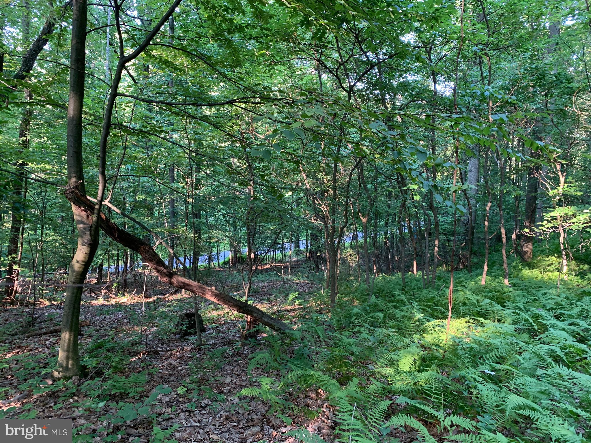 Old Hancock Road Cumberland, MD 21502 - Photo 10 of 15 a view of a park with large trees