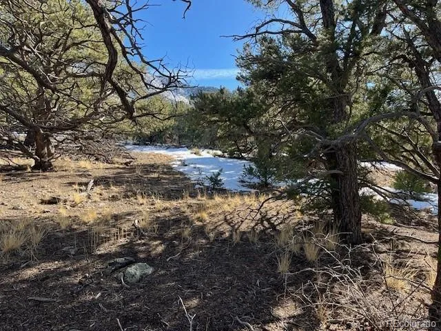 a view of a tree outside a yard