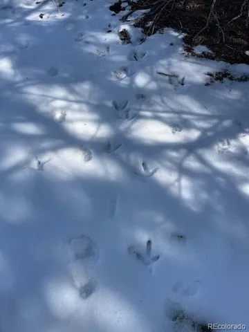 a view of a dry yard