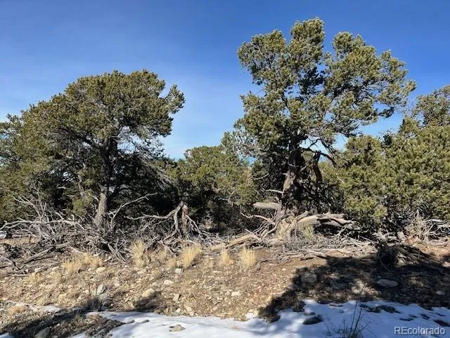 a view of a tree with a yard