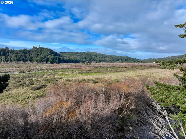 a view of a big yard with potted plants and large tree