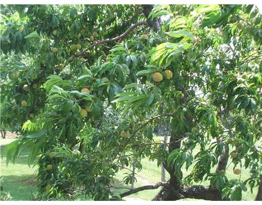 851 Dry Ridge Road West Alexander, PA 15376 - Photo 10 of 10 Land/Lot. Check out the peaches! Also other fruit trees.