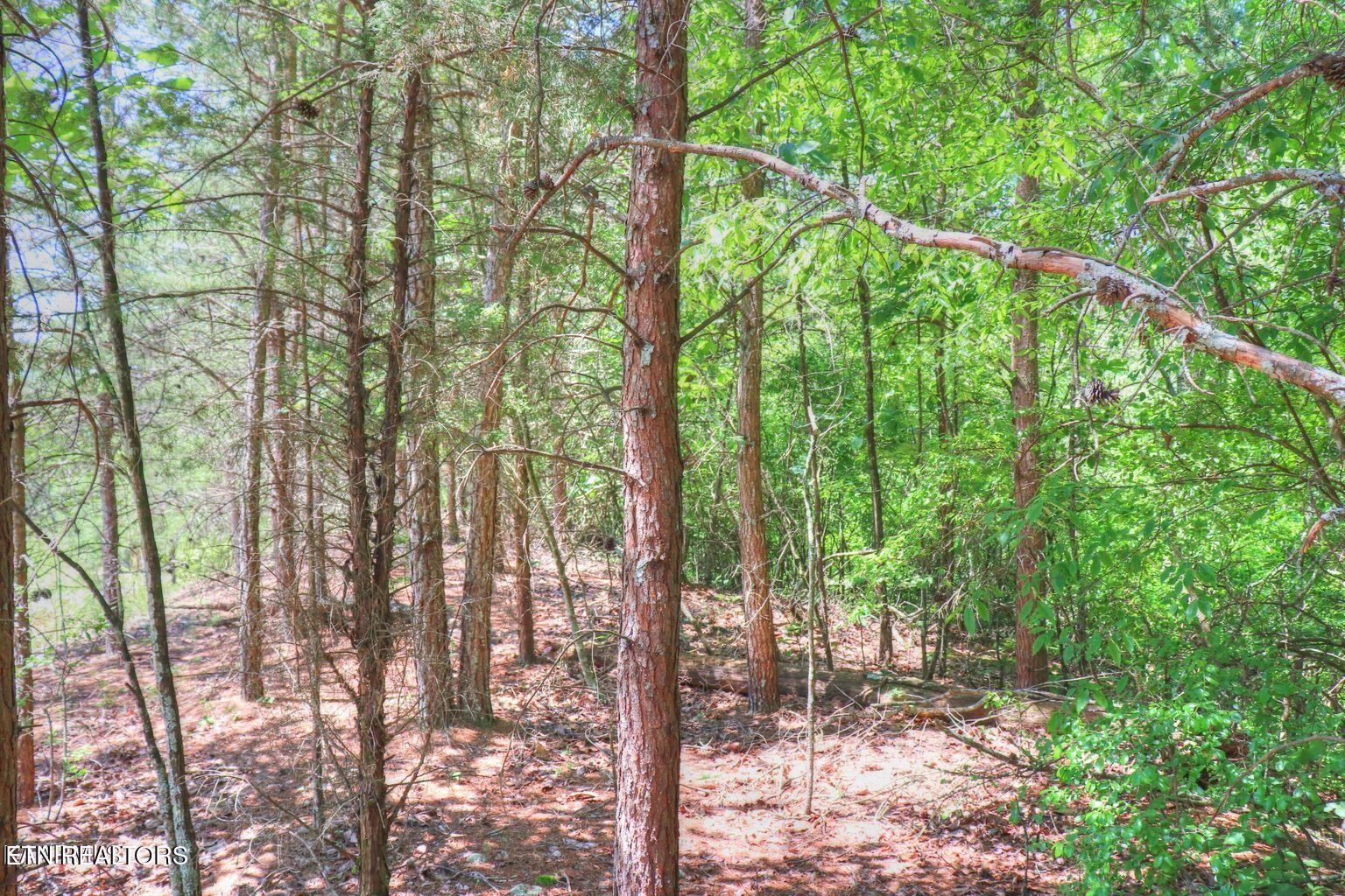 Lot 451 Crystal Springs Road Rockwood, TN 37854 - Photo 2 of 9 potential building site