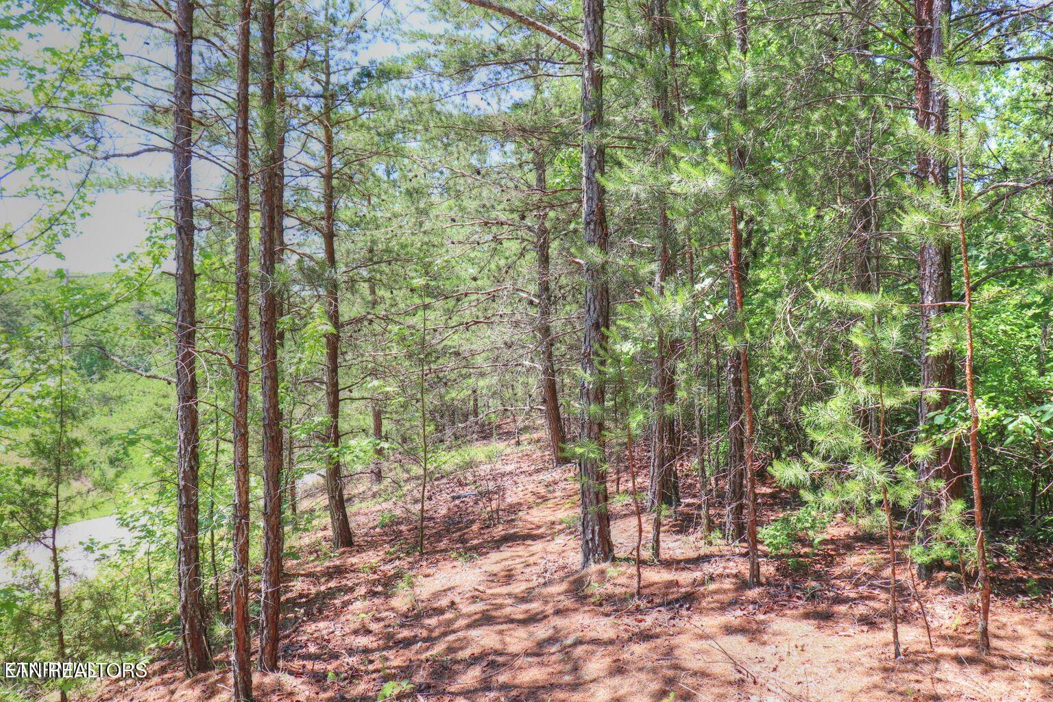 Lot 451 Crystal Springs Road Rockwood, TN 37854 - Photo 3 of 9 Wooded lot