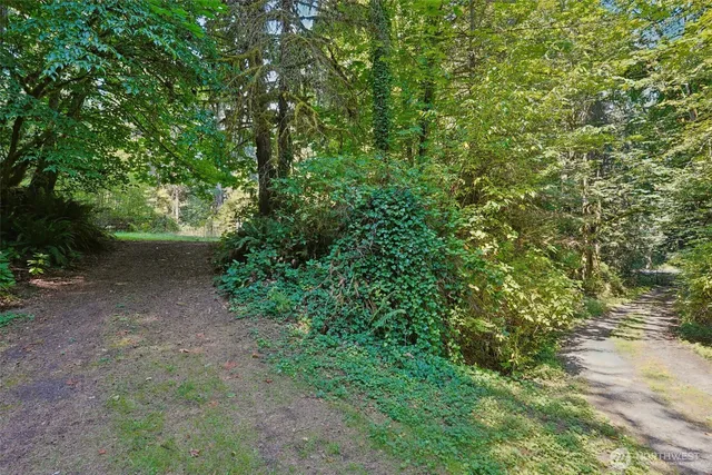 a view of a yard with plants and a large tree