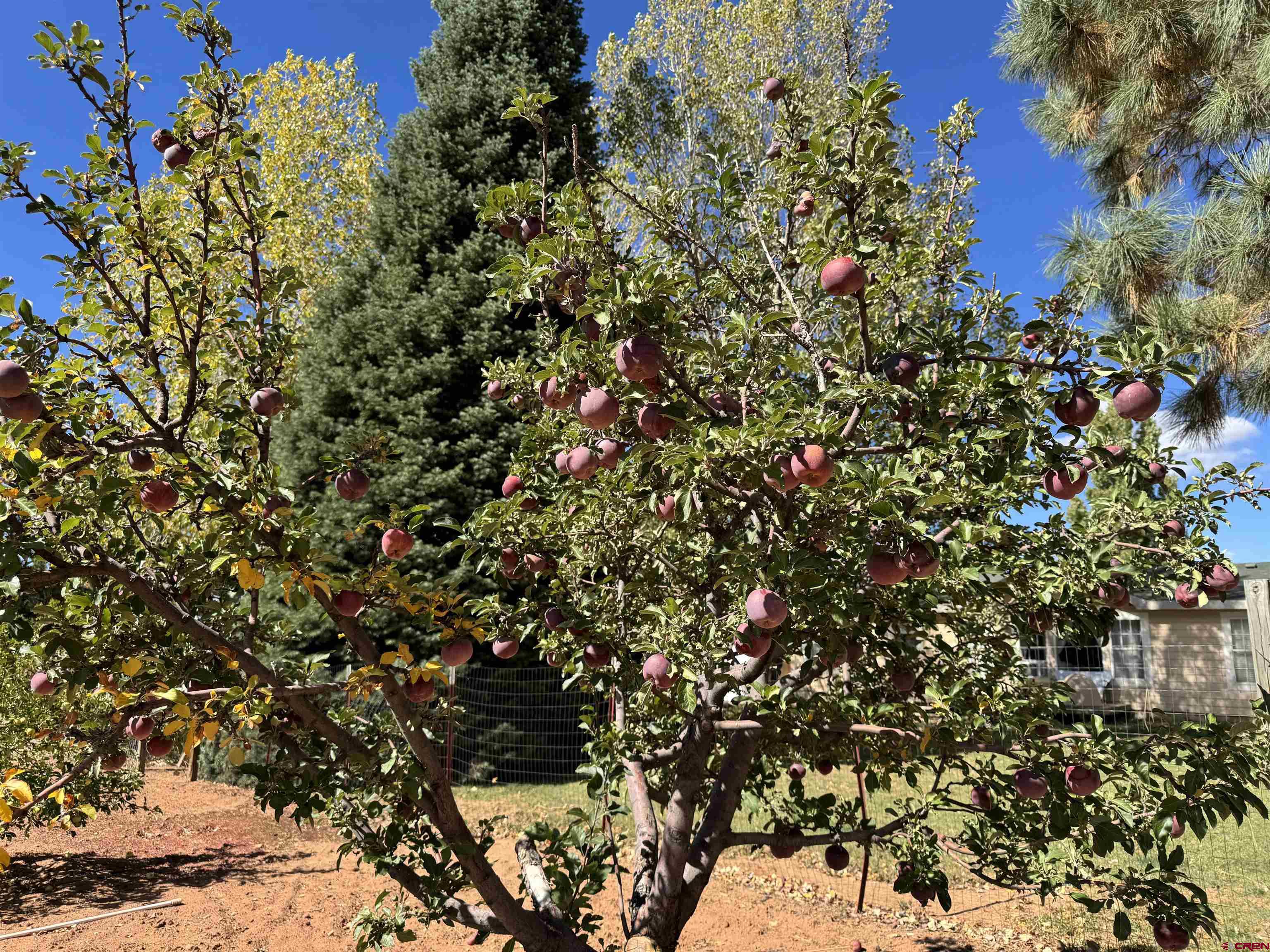 12383 Rd M Cahone, CO 81320 - Photo 6 of 42 a view of a tree