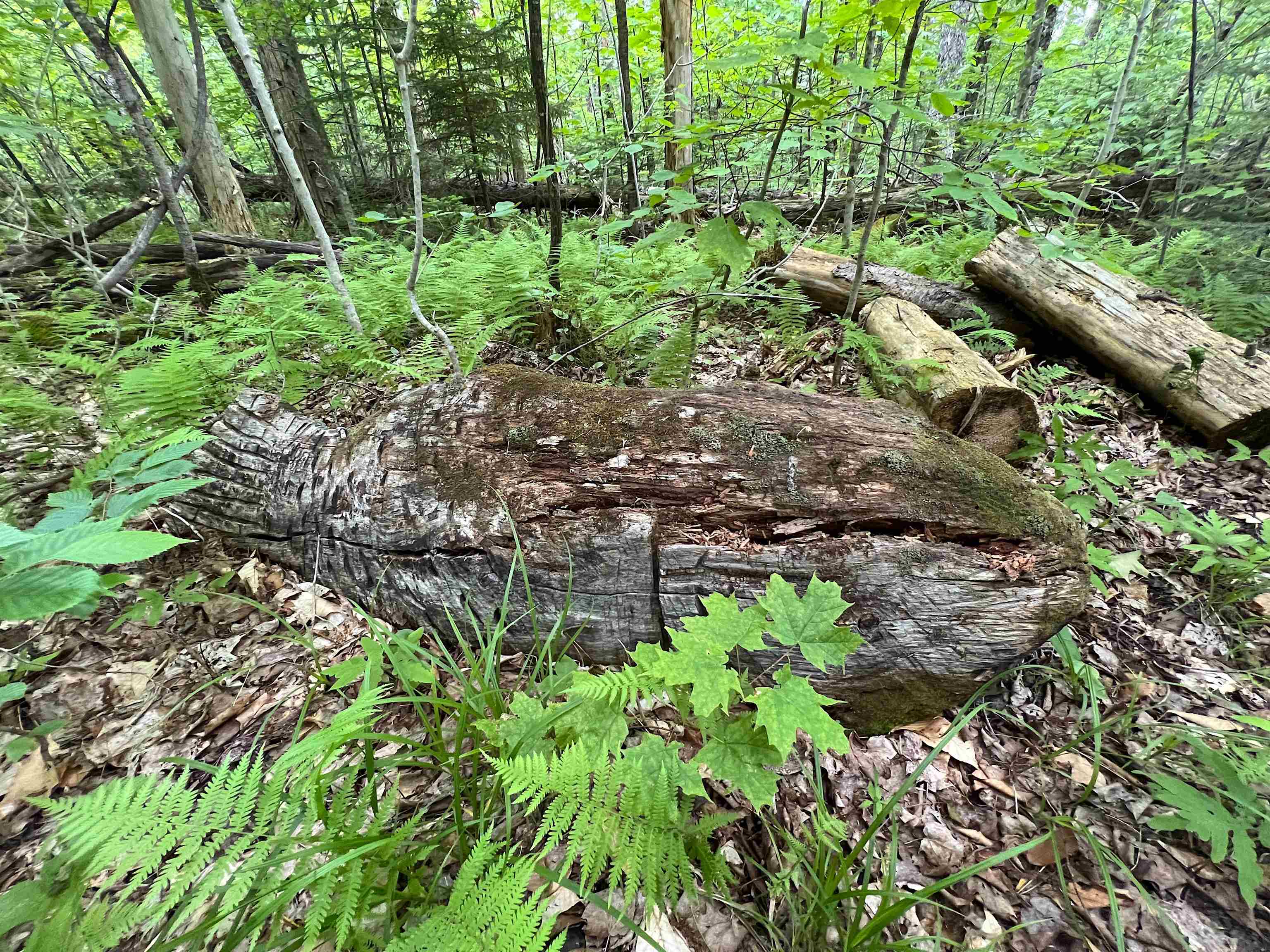 649 Mud Road Charleston, VT 05846 - Photo 40 of 42 Gallery Image 40
