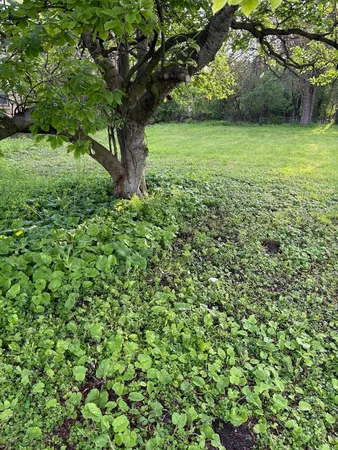 a view of a garden with a tree