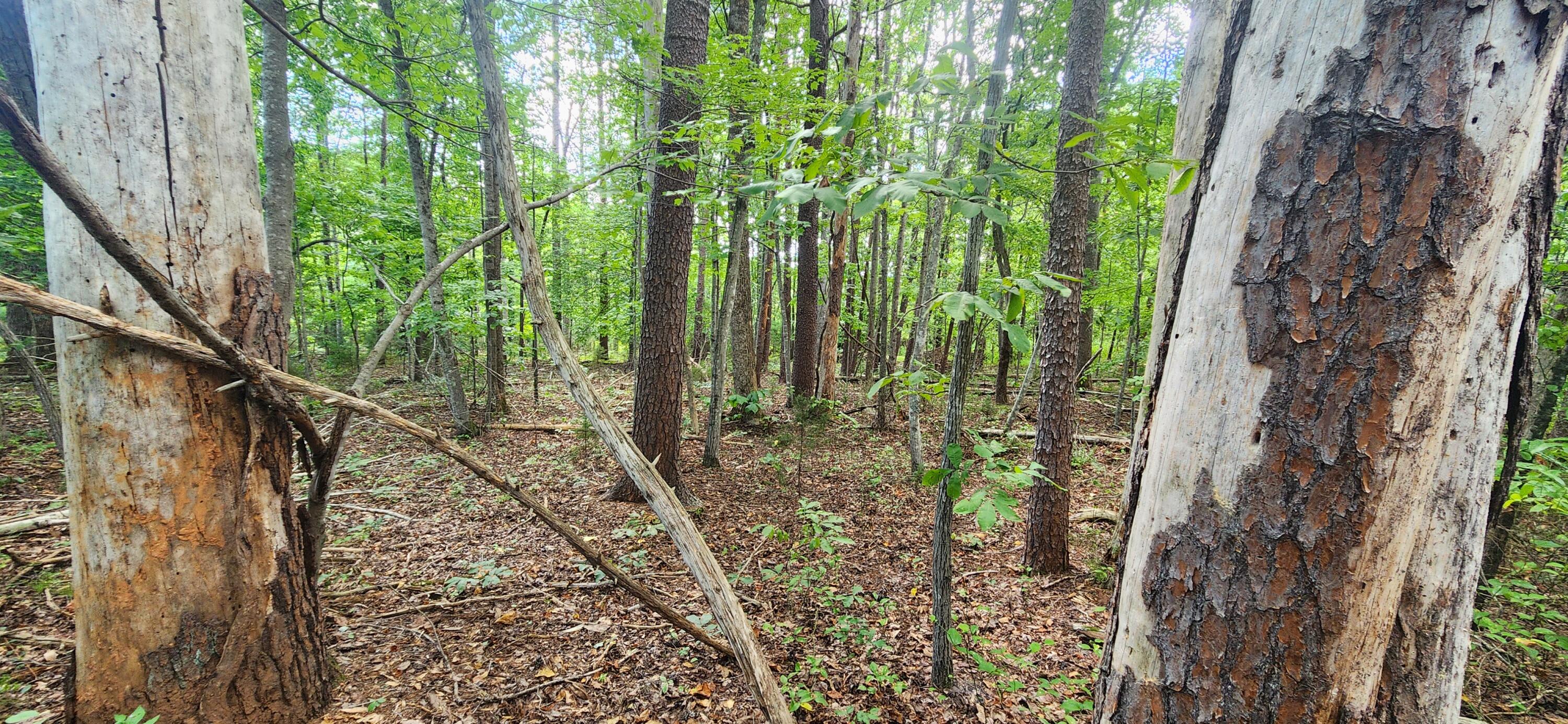 0 Cooper Road Rocky Mount, VA 24151 - Photo 2 of 3 0 Coopers Rd