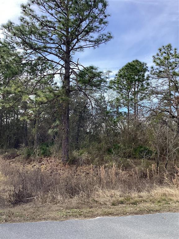 12449 Indigo Bunting Road Weeki Wachee, FL 34614 - Photo 5 of 6