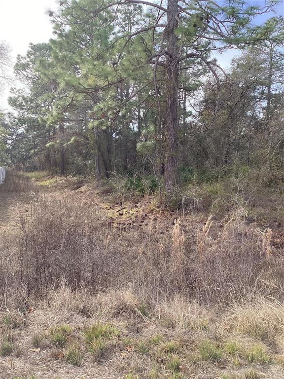 12449 Indigo Bunting Road Weeki Wachee, FL 34614 - Photo 6 of 6