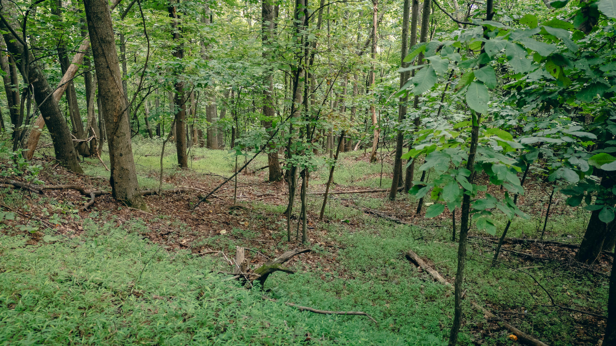 0 Crowell Gap Road Roanoke, VA 24014 - Photo 5 of 18 Grissom 15