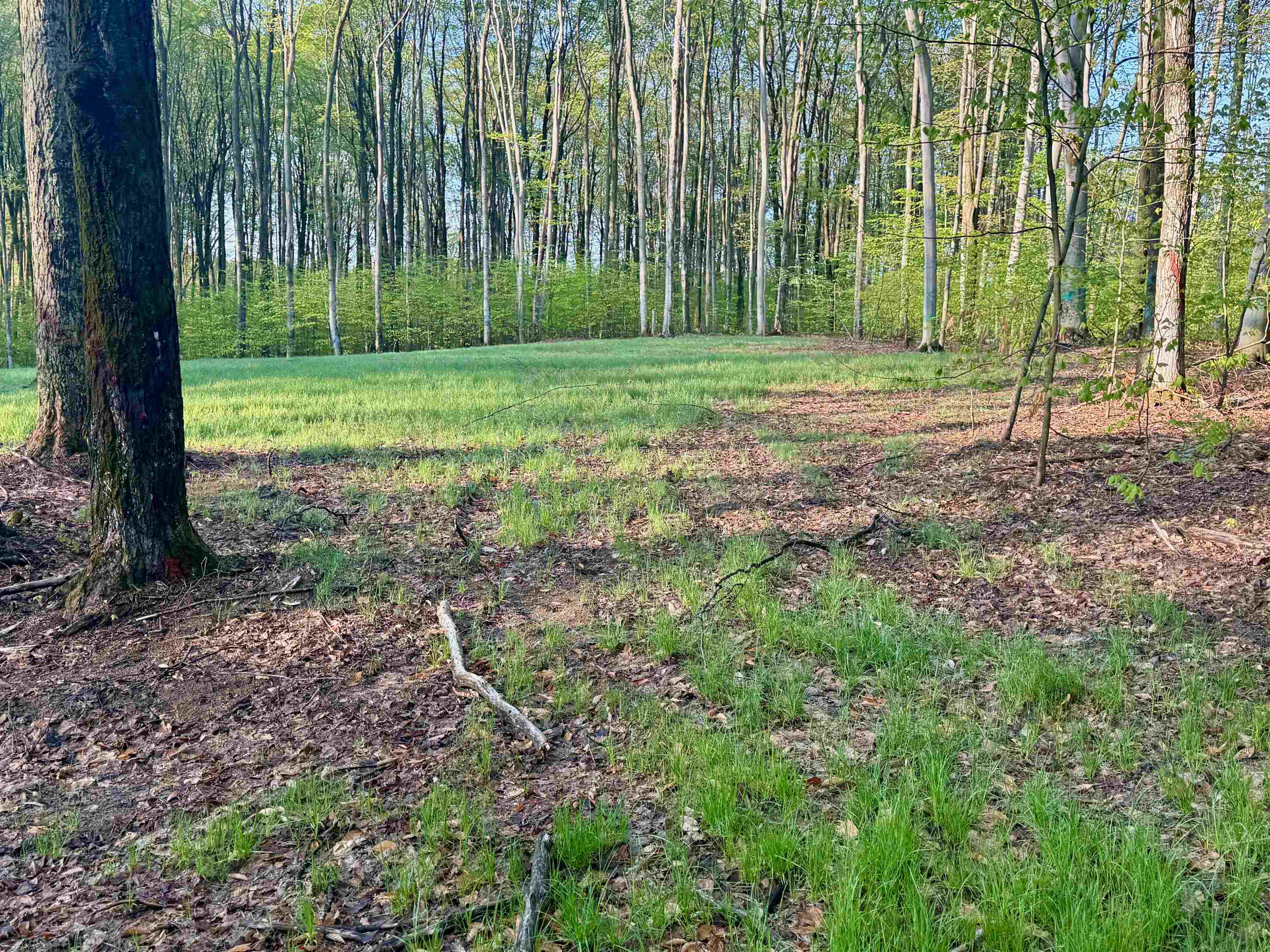 2 South Bright Road, Unit LOT: 2 Maple City, MI 49664 - Photo 7 of 13