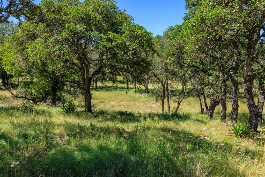 315 Rieger Road Harper, TX 78631 - Photo 4 of 31 a view of lush green forest