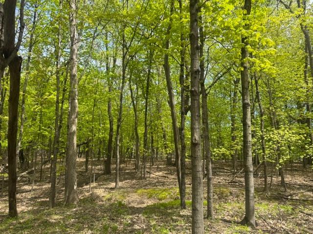 Tbd Maple View Court Excelsior, MN 55331 - Photo 2 of 5