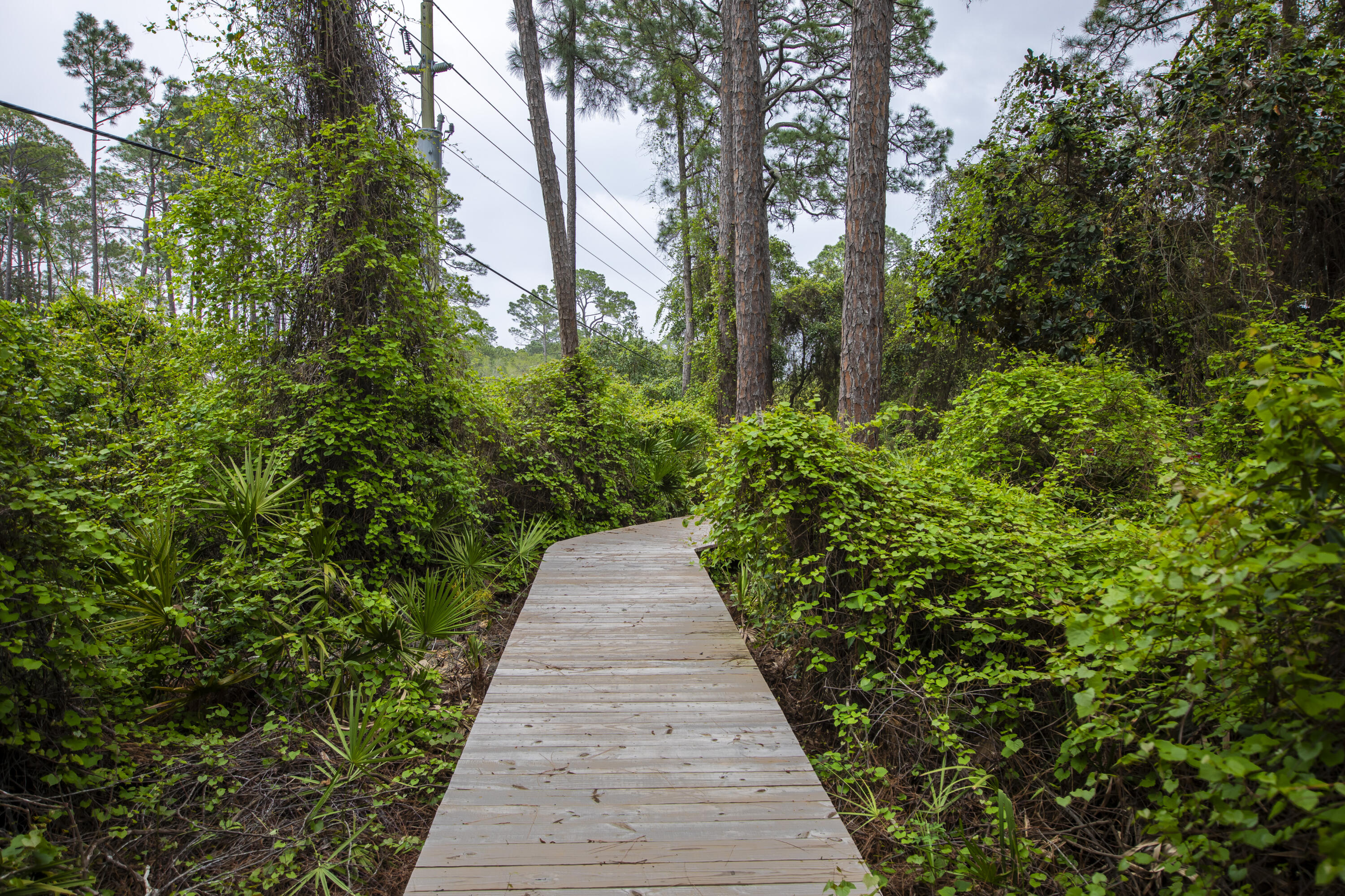 51 Loon Lake Drive Santa Rosa Beach, FL 32459 - Photo 42 of 49 a view of a garden with pathway