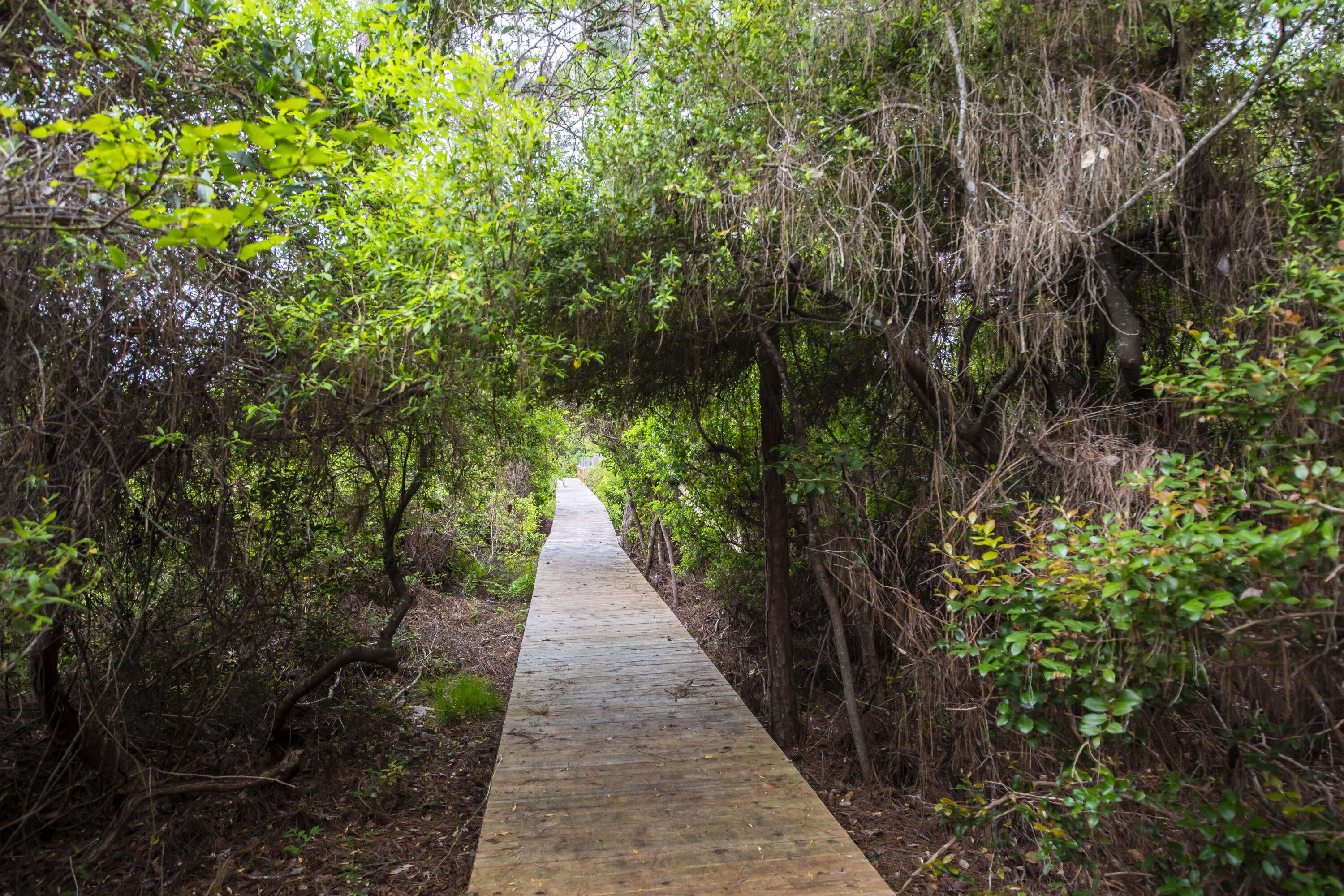 51 Loon Lake Drive Santa Rosa Beach, FL 32459 - Photo 43 of 49 a view of a pathway with a plants