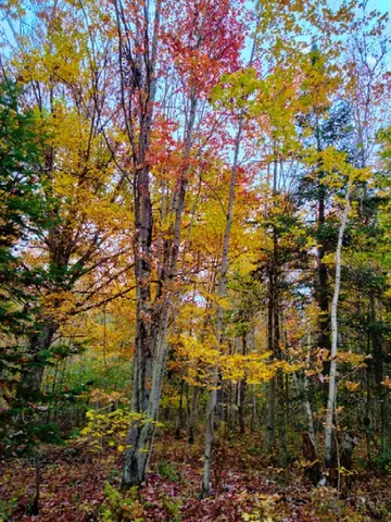 $280,000 | Tbd Easton Road, Sugar Hill, NH 03586