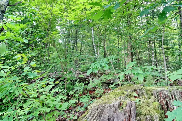 $270,000 | Tbd Easton Road, Sugar Hill, NH 03586