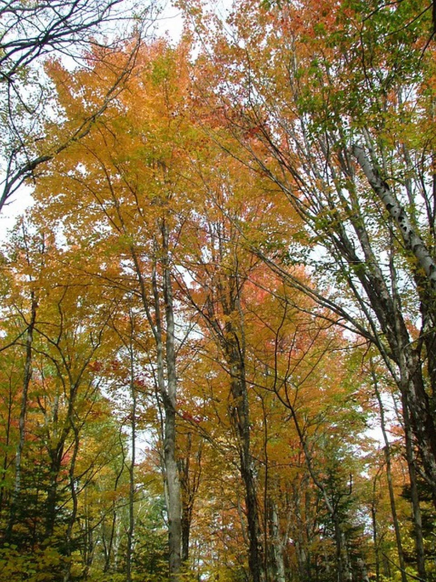 Tbd Easton Road Sugar Hill, NH 03586 - Photo 3 of 26