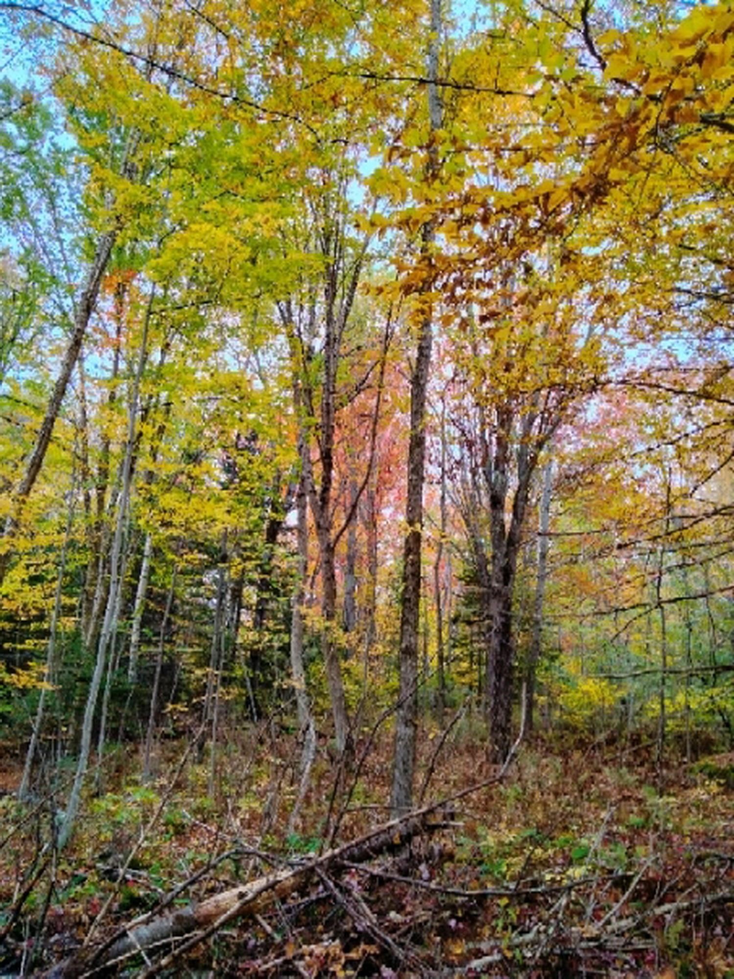 Tbd Easton Road Sugar Hill, NH 03586 - Photo 4 of 26