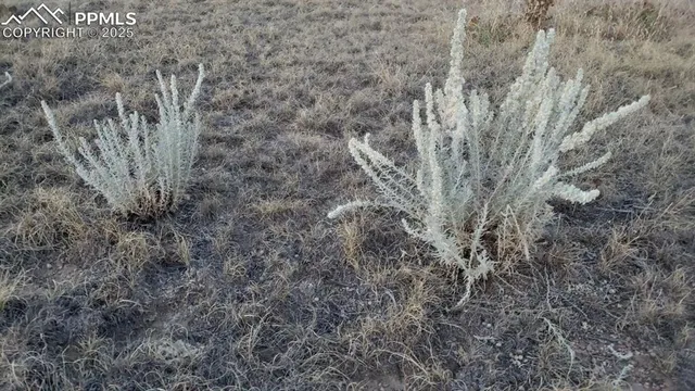 a view of a dry yard with lots of bushes