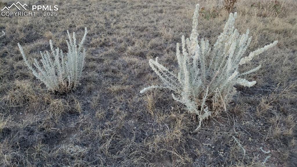 6270 Wind Spirit Circle Fountain, CO 80817 - Photo 3 of 5 a view of a dry yard with lots of bushes