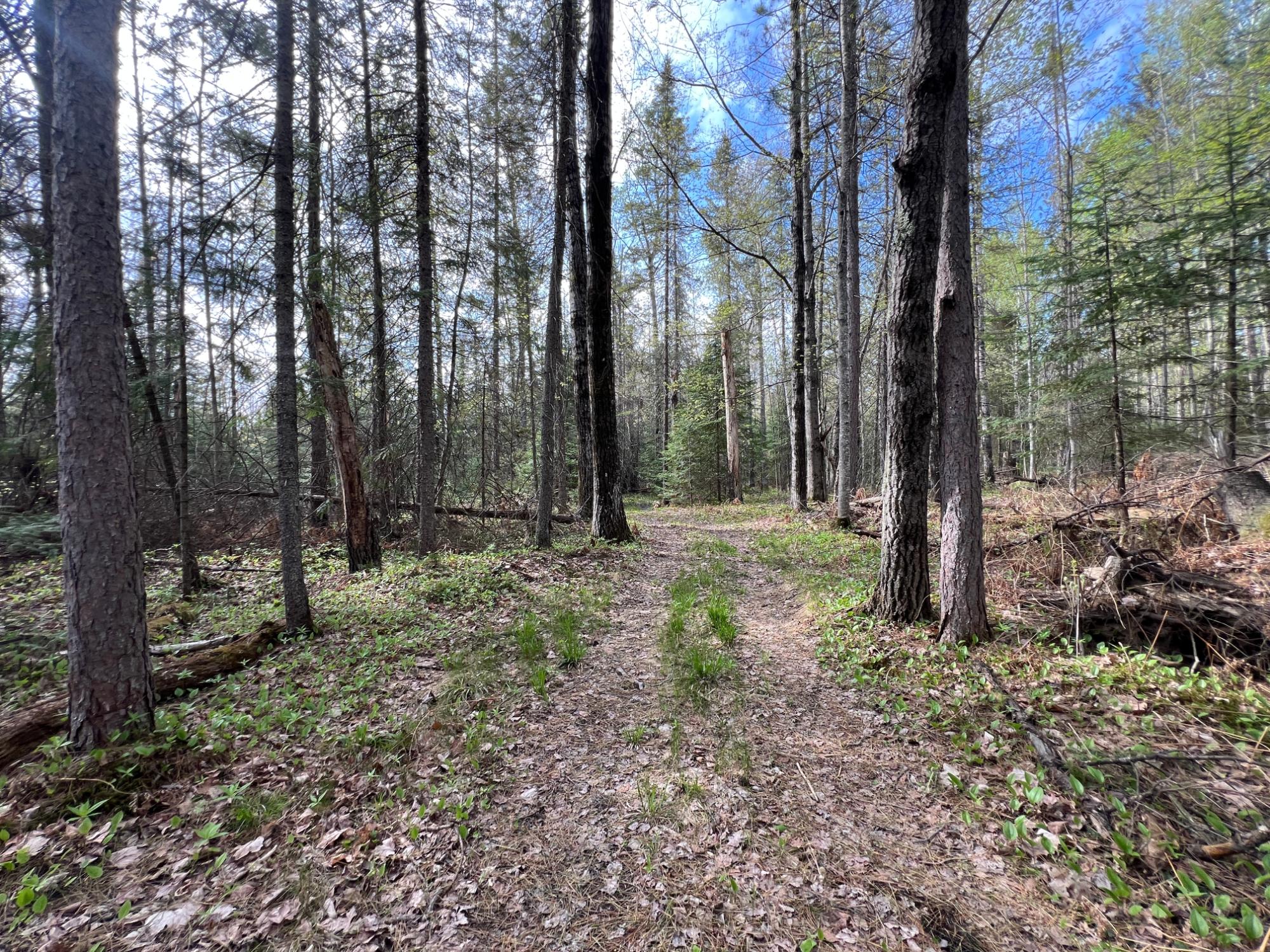 On Ripco Road Eagle River, WI 54521 - Photo 5 of 20 Gallery Image 5