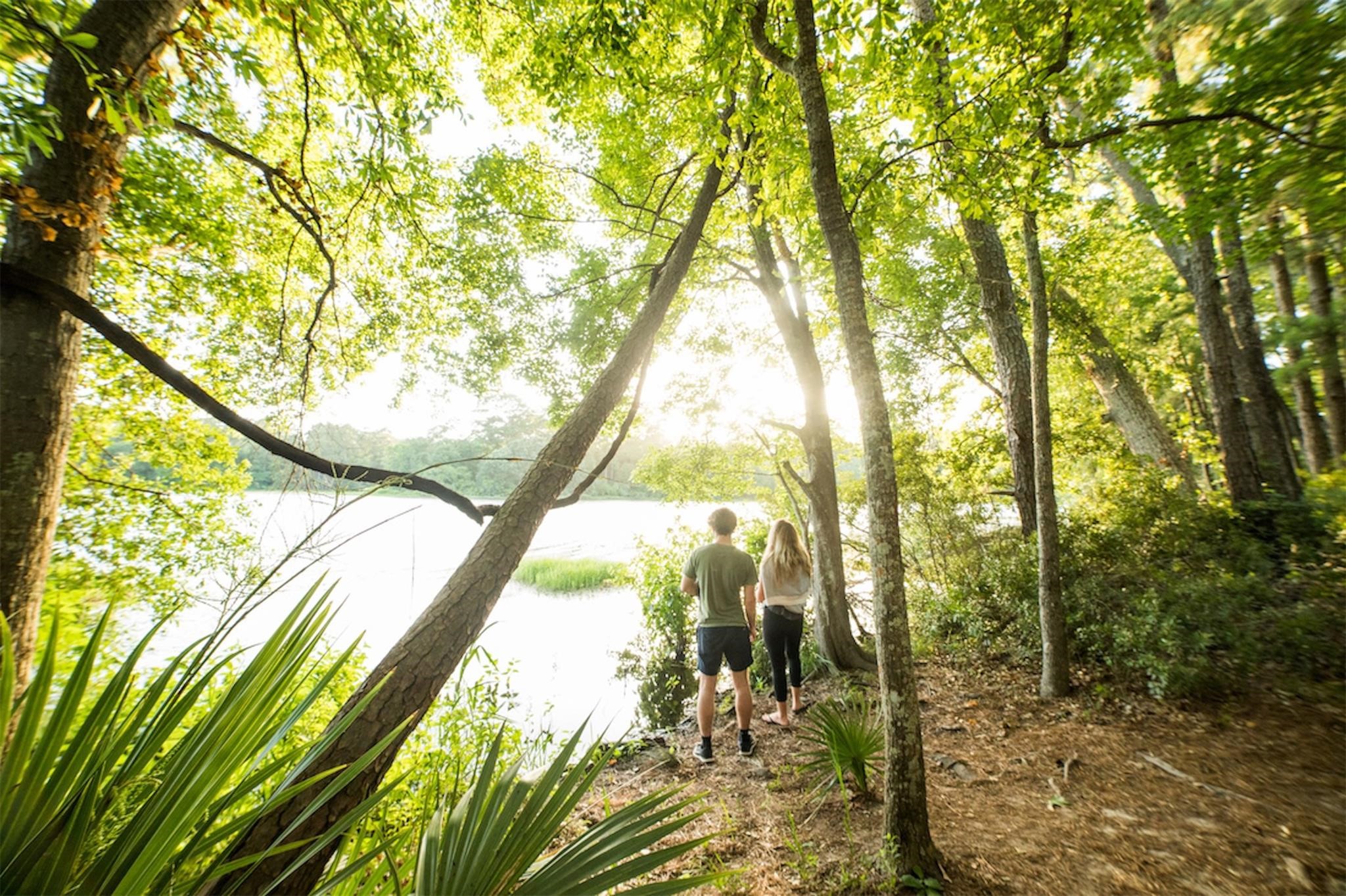 5-6-229 Dipping Vat Road Huntsville, TX 77340 - Photo 19 of 22 a view of forest