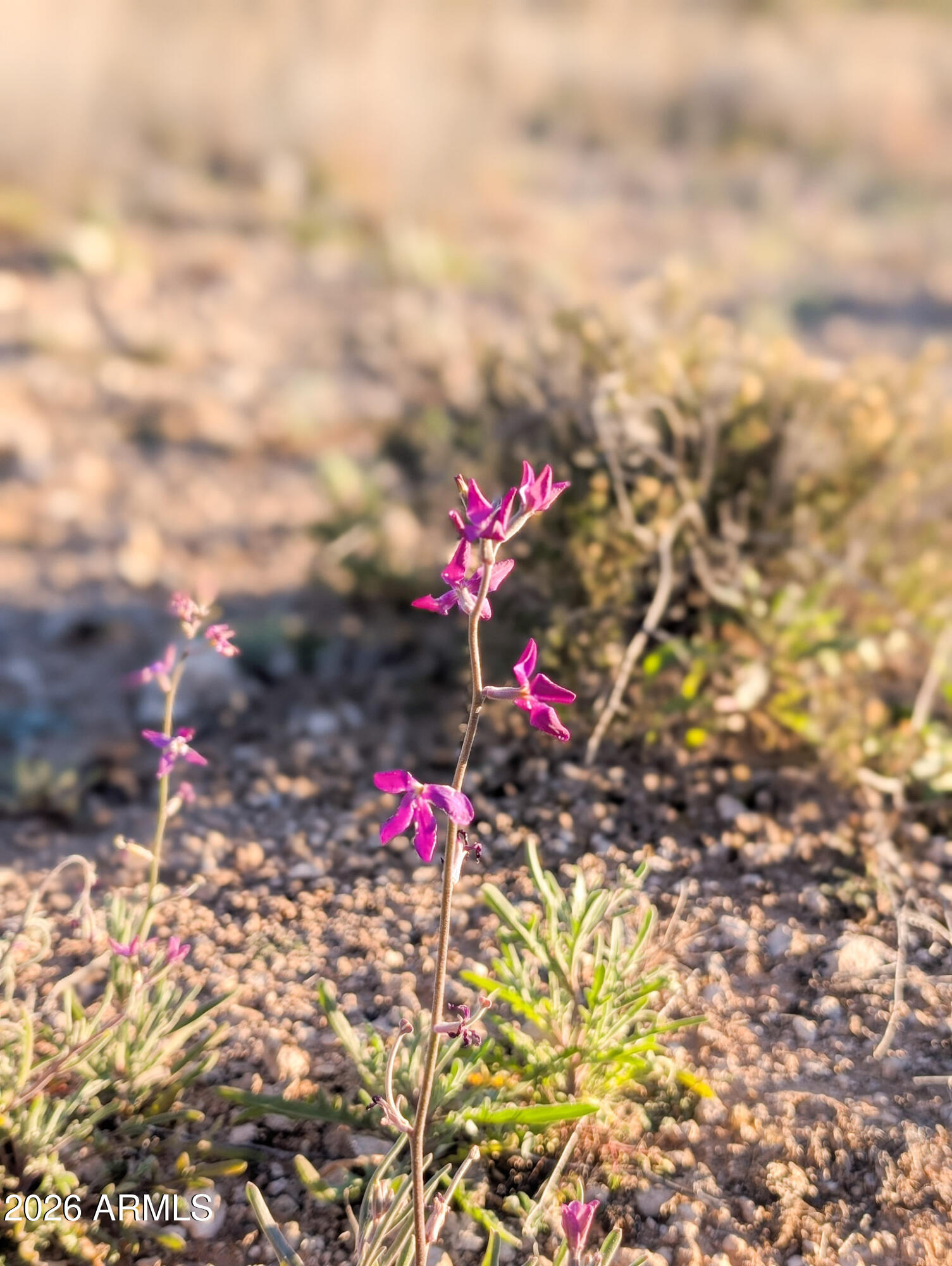 4025 East Red Baron Drive, Unit 40525757Z Rimrock, AZ 86335 - Photo 14 of 66 4025 Red Baron Rimrock Arizona (1)