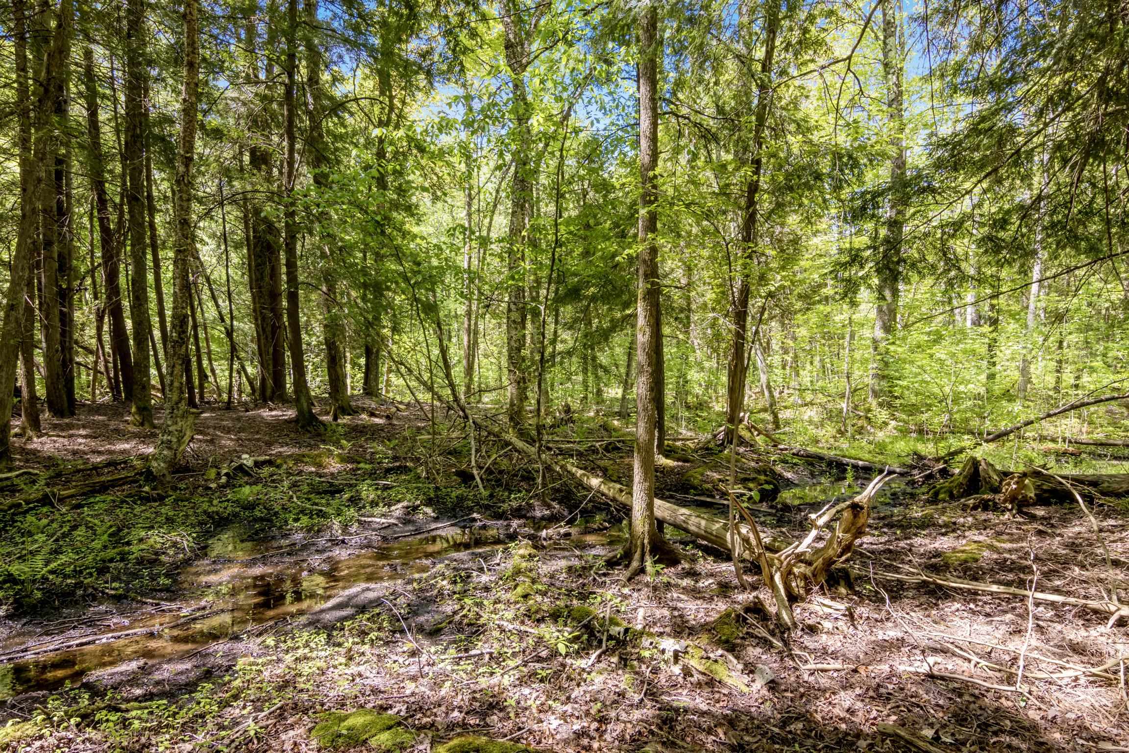 16862 Healy Lake Road Thompsonville, MI 49683 - Photo 8 of 32