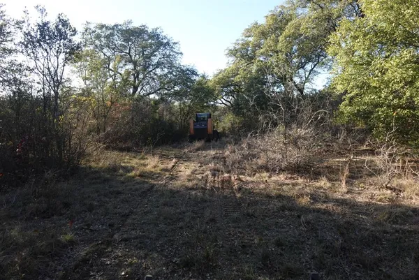 a view of a forest with a tree
