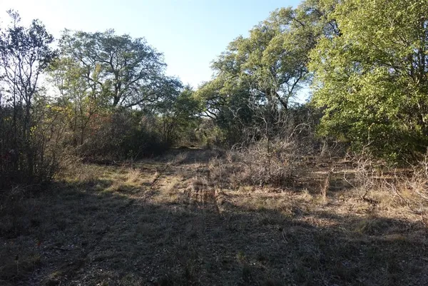a view of a forest with a tree