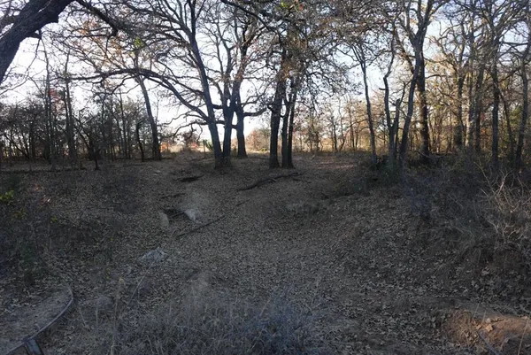 a view of a forest with trees in the background