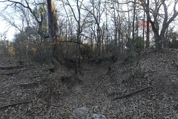 a view of a dry space with trees