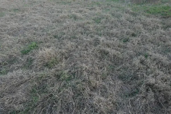 a view of a dry yard with green space
