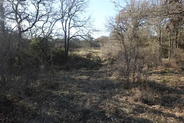 a view of a forest with a tree