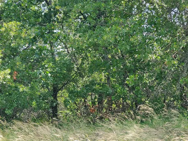 a view of a lush green forest