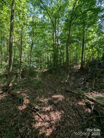 a view of a forest with trees in the background