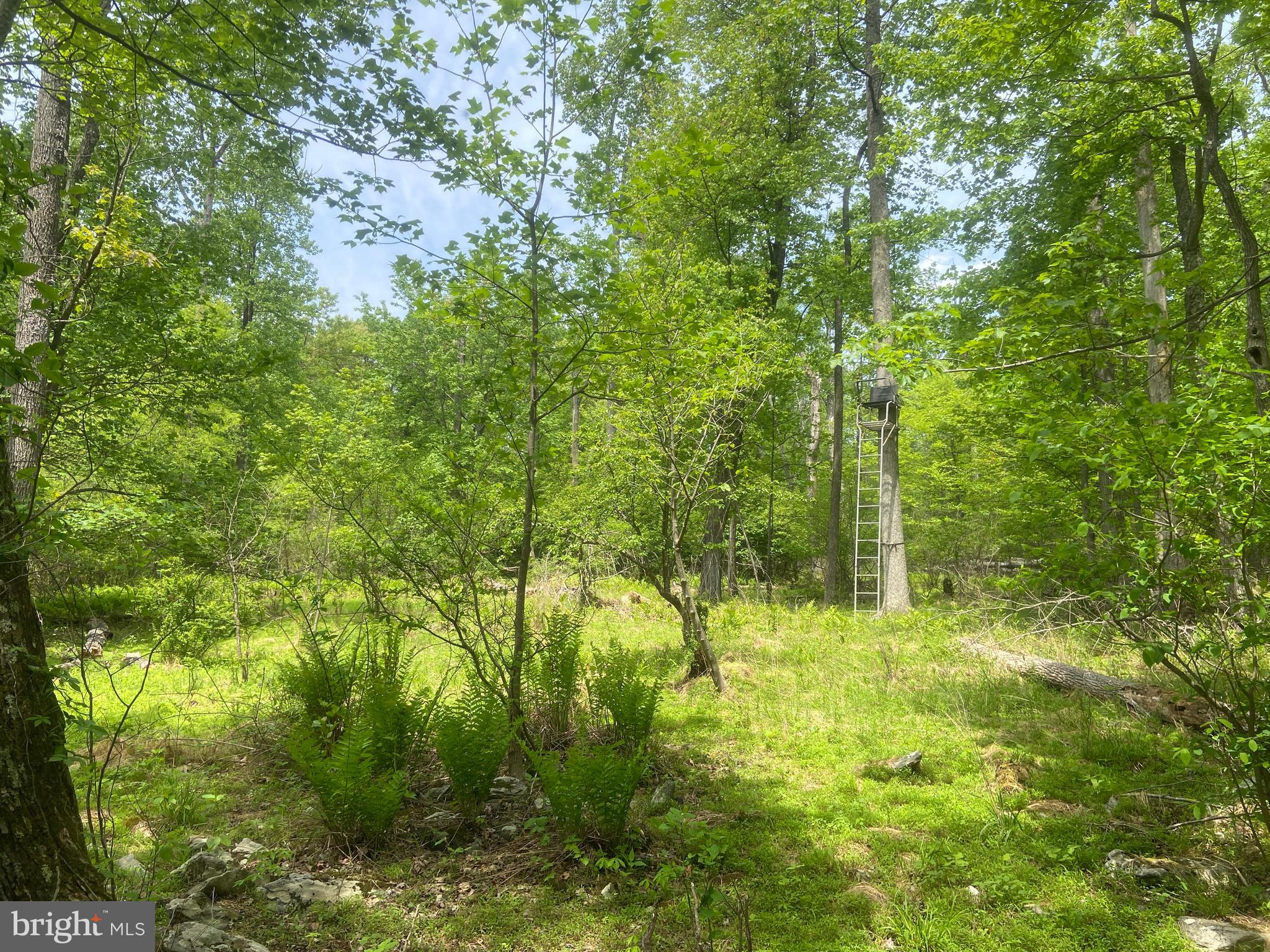 4740 Ford Fields Road Myersville, MD 21773 - Photo 109 of 147 Ladder stand #1