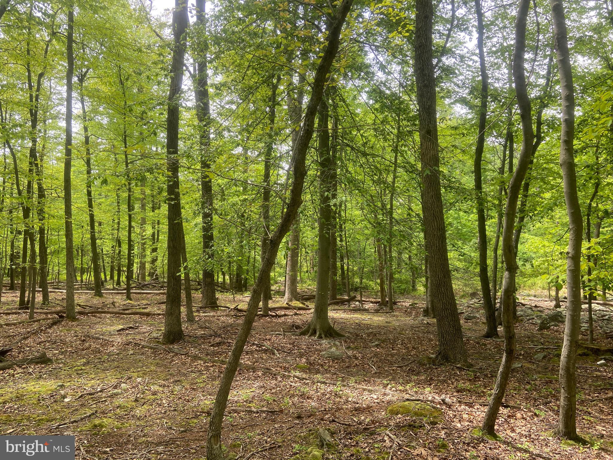 4740 Ford Fields Road Myersville, MD 21773 - Photo 110 of 147 a view of outdoor space and trees