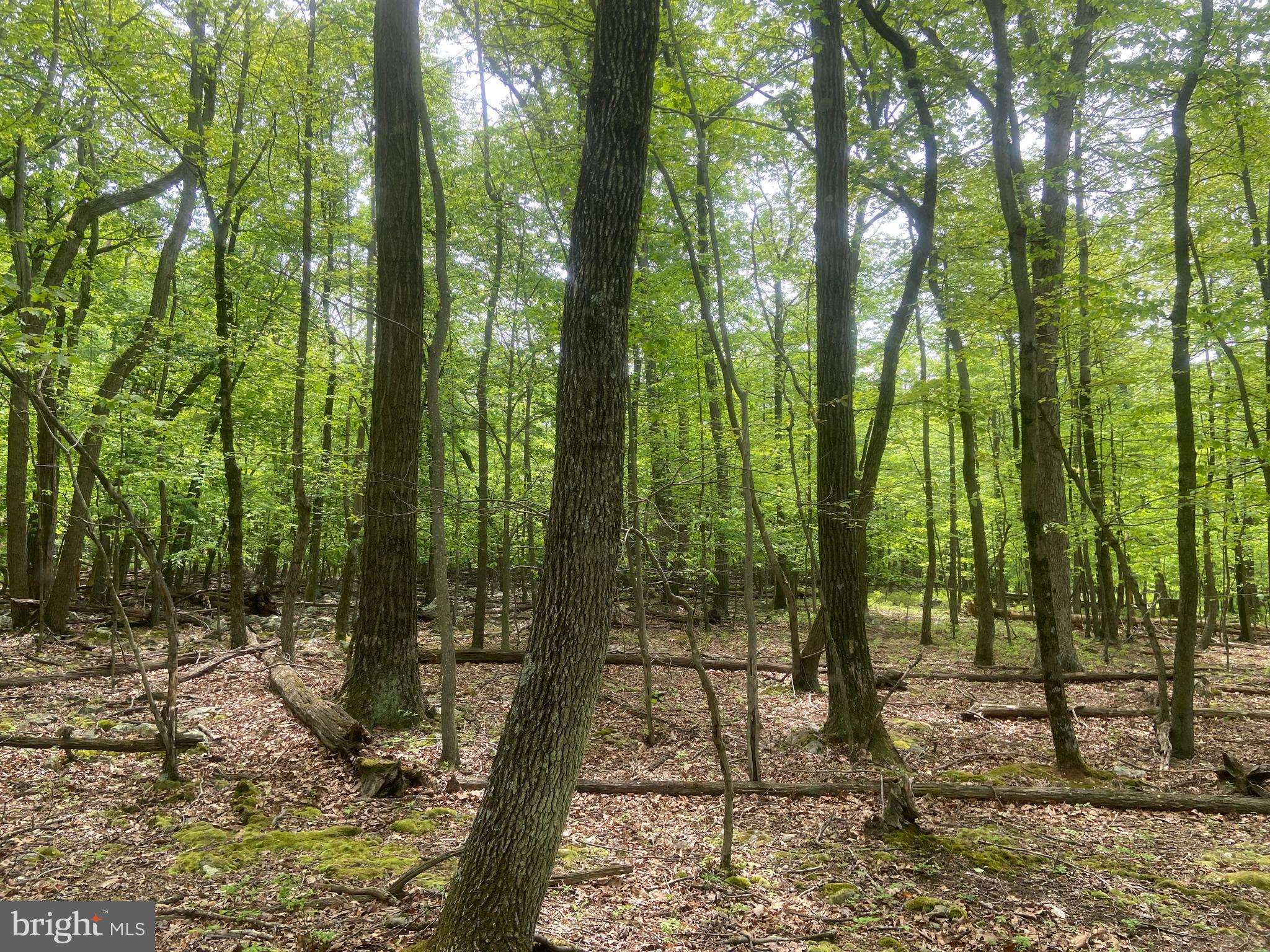 4740 Ford Fields Road Myersville, MD 21773 - Photo 111 of 147 a view of outdoor space with lots of trees