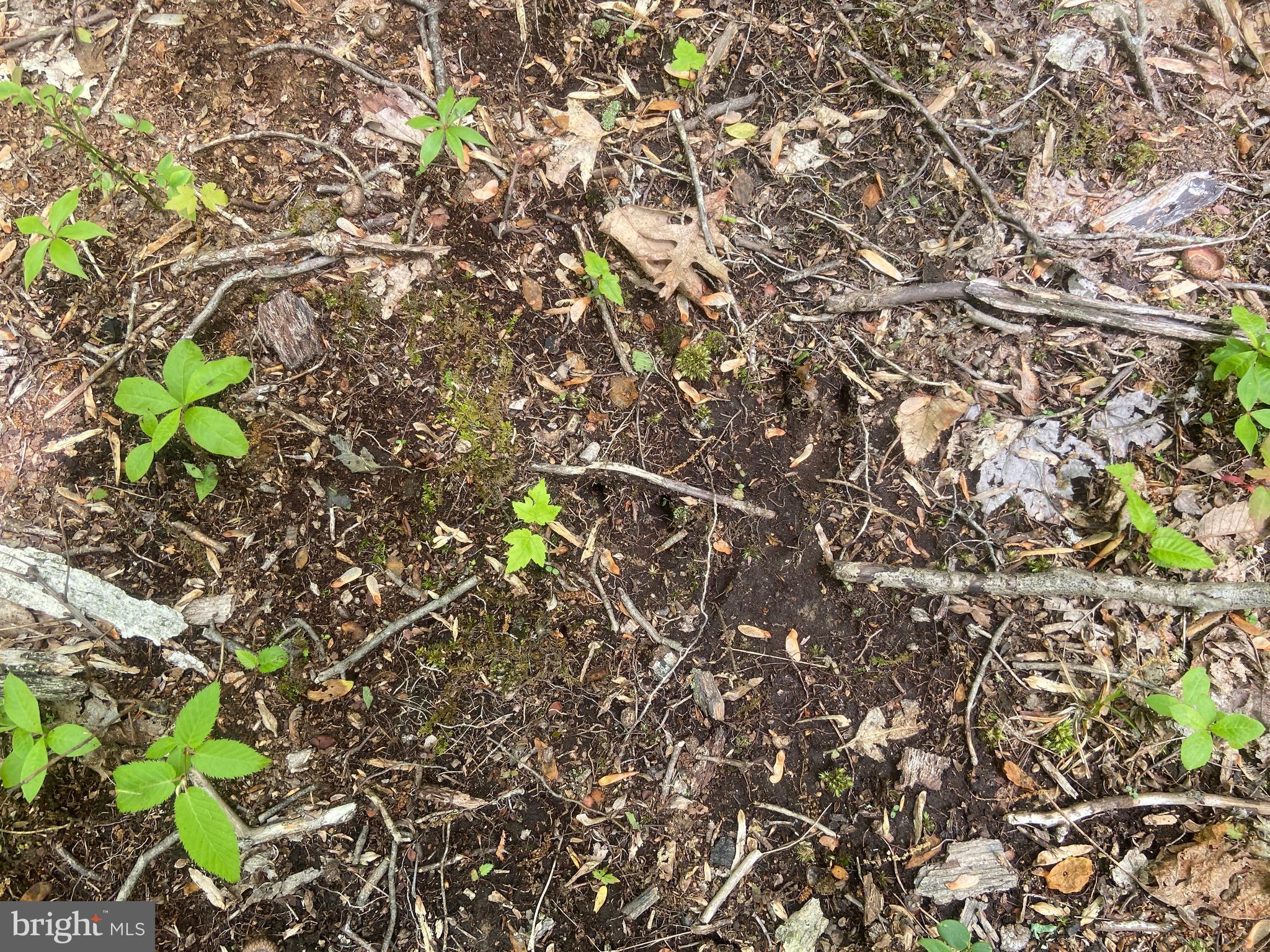 4740 Ford Fields Road Myersville, MD 21773 - Photo 112 of 147 Deer tracks