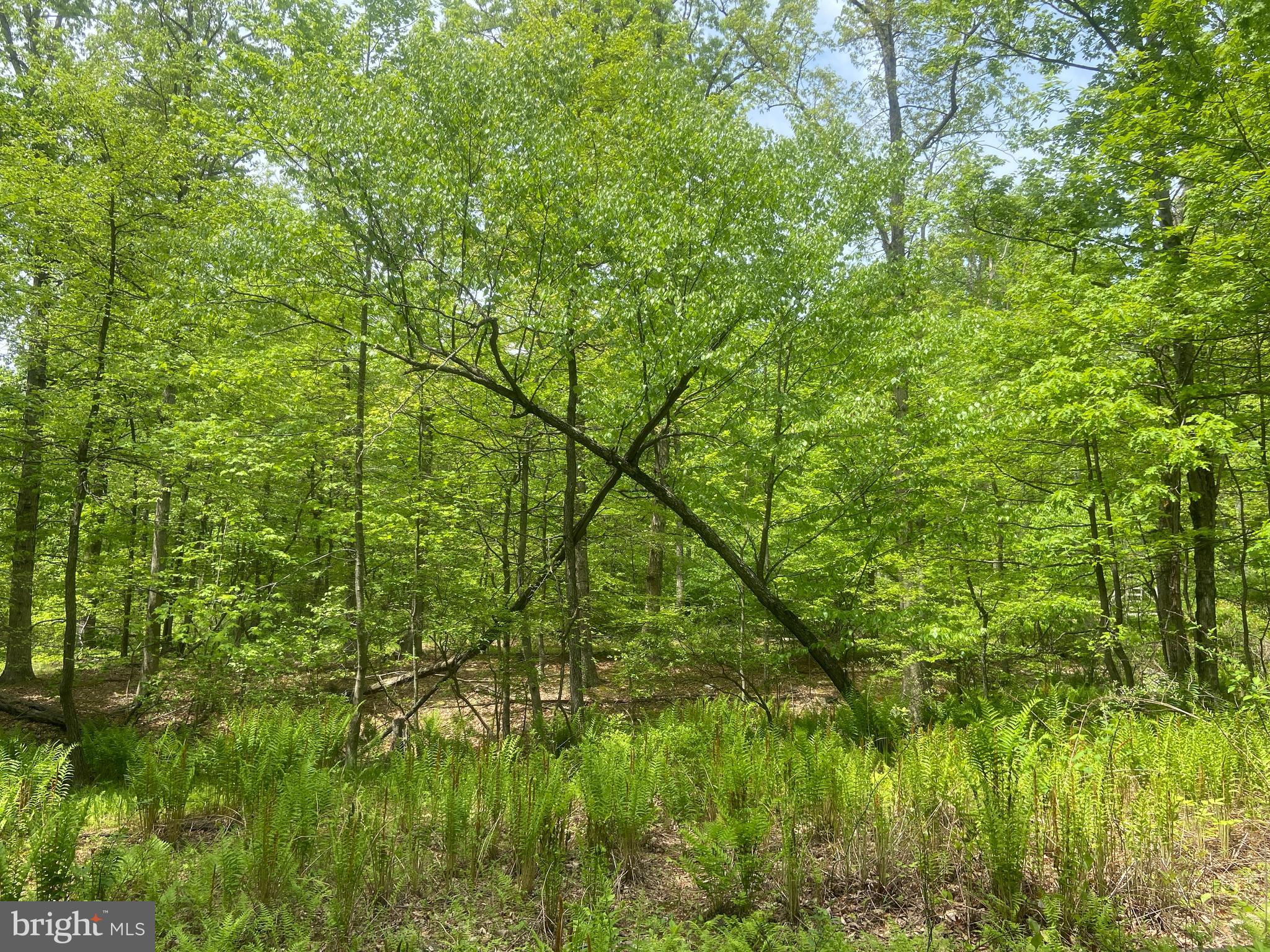 4740 Ford Fields Road Myersville, MD 21773 - Photo 116 of 147