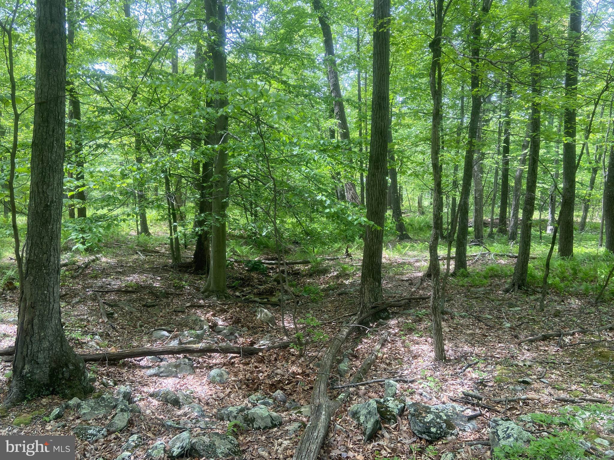 4740 Ford Fields Road Myersville, MD 21773 - Photo 117 of 147 a view of a forest that has large trees