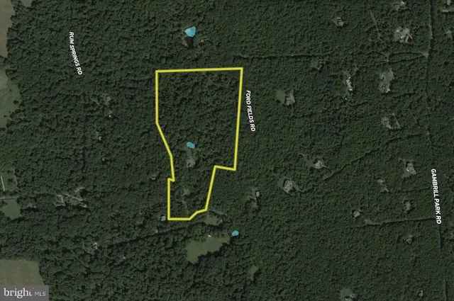 a view of a lush green forest