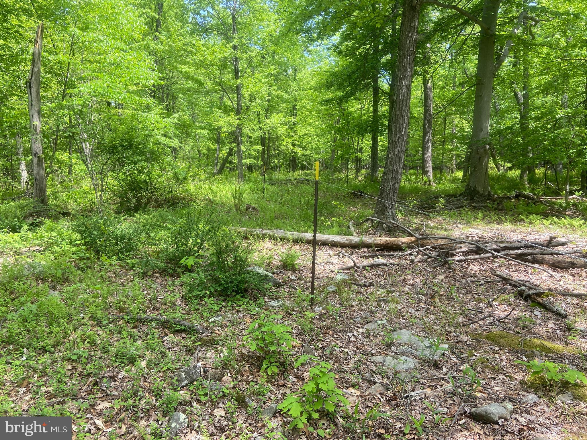 4740 Ford Fields Road Myersville, MD 21773 - Photo 124 of 147 a view of a park that has large trees